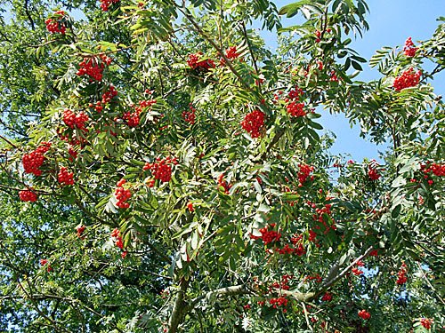 Vogelbeere – Eberesche