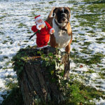 Weihnachtsmann mit Hund
