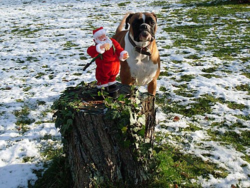 Weihnachtsmann mit Hund