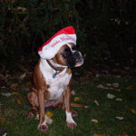 Froehliche Weihnachten 2008