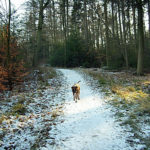 Winterbild - Hund im Wald