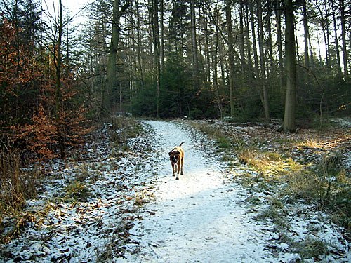 Winterbild – Hund im Wald
