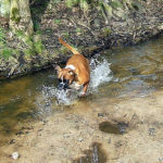 Hund badet in einem Bach