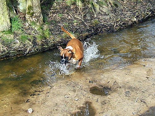 Hund badet in einem Bach