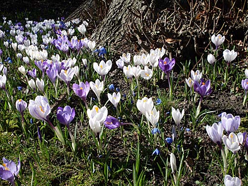 Fruehlingsblumen