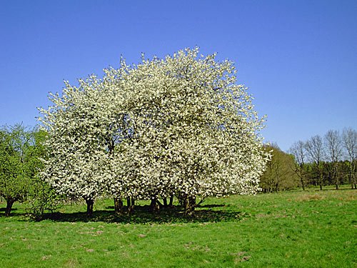 Bluehender Apfelbaum - Apfelbluete