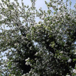 Apfelbluete - Bluehender Apfelbaum