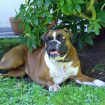 Deutscher Boxer - Hund liegt unter Rhododendron