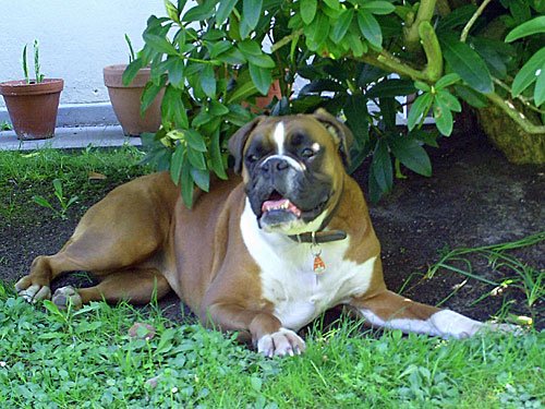 Deutscher Boxer – Hund liegt unter Rhododendron