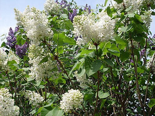 Bluehender Flieder – Syringa