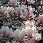 magnolien-3