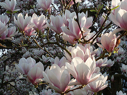 Magnolien Bluete – Magnolia