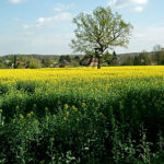Der Raps blueht - Rapsfeld