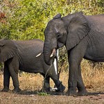 Elefanten im Kruger-Nationalpark Suedafrika