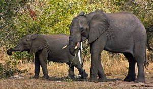 Elefanten im Kruger-Nationalpark Suedafrika