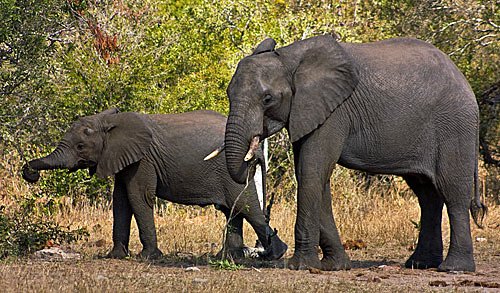 Elefanten im Kruger-Nationalpark Suedafrika