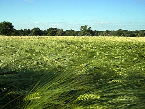 Kornfeld mit Gerste