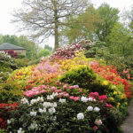 Lea Gardens Rhododendron Garten in England Derbyshire