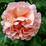 Bluehende Rose im Mai