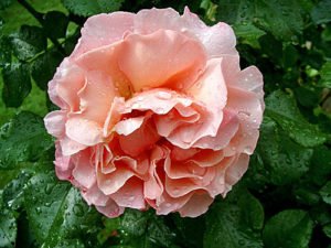 Bluehende Rose im Mai