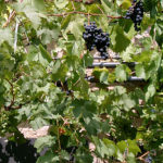 Rotwein in Franken