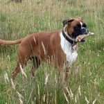 Deutscher Boxer