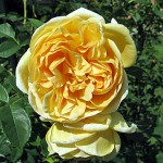 Gelbe Rosen