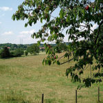 Kirschbaum