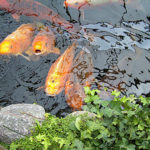 Kois im Teich