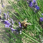 Lavendel mit Biene