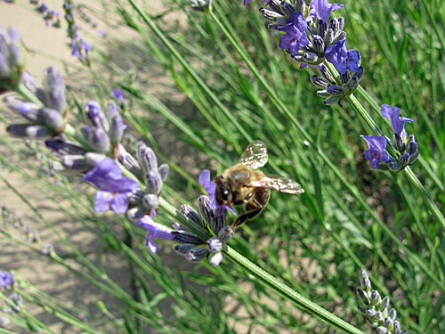 Lavendel mit Biene