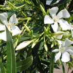 Oleander