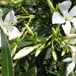 Oleander in der Bluete