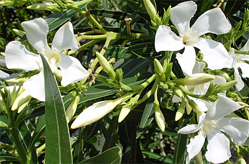 Oleander in der Bluete