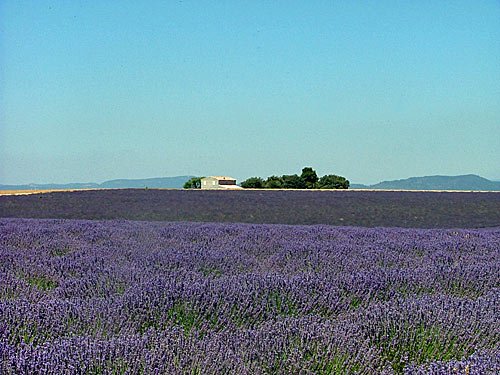 Provence in Frankreich – Lavendelfeld