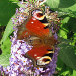 Tagpfauenauge - Schmetterling
