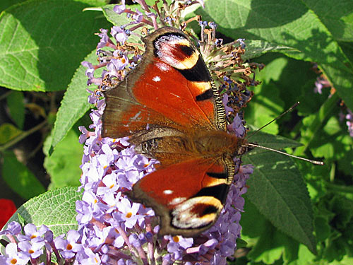 Tagpfauenauge – Schmetterling