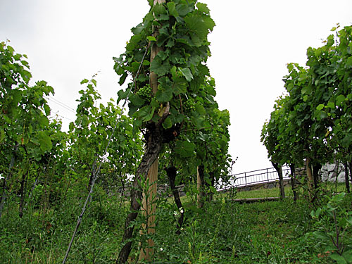 Wein wächst auch in Hamburg