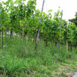 Deutschlands noerdlichster und niedrigster Weinberg