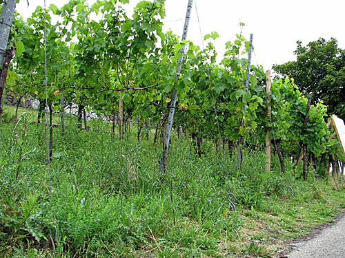 Deutschlands noerdlichster und niedrigster Weinberg