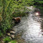 Hund badet in der Bille am Billewanderweg