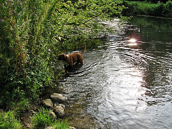 Hund badet in der Bille am Billewanderweg