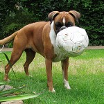 Hund spielt mit Fussball