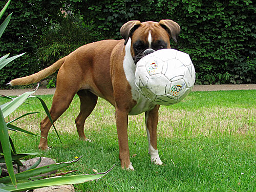 Hund spielt mit Fussball