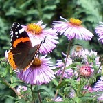 Schmetterling Admiral