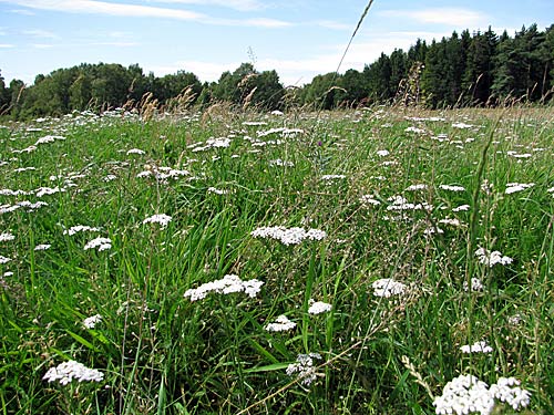 Wiese im Sommer mit Schafgarbe