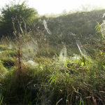 Altweibersommer im Herbst