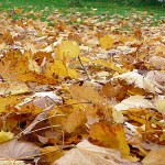 Herbst - Herbstlaub - autumn leaves