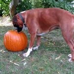 Halloween Kuerbis mit Hund