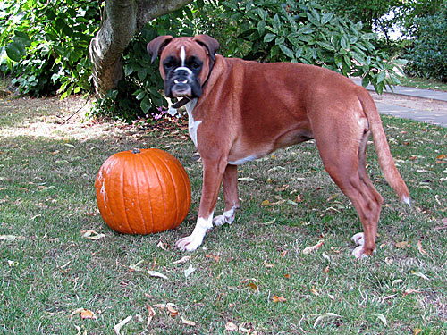 Kuerbis mit Hund